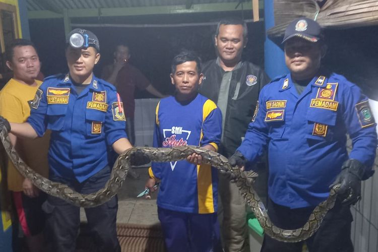 Ular Sanca Memangsa Angsa Di Kuningan Damkar Turun Tangan