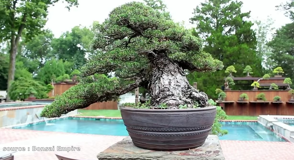 10 Tanaman Liar Yang Bagus Untuk Di Bonsai Apa Saja Kuy Disimak