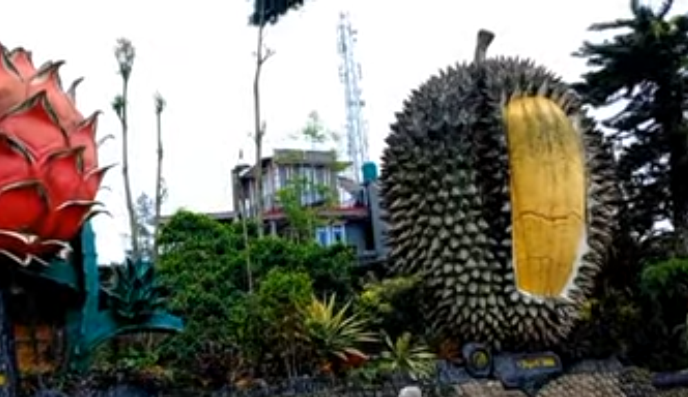 Wisata Kebun Durian Warso Farm Bogor Gratis Tiket Masuk