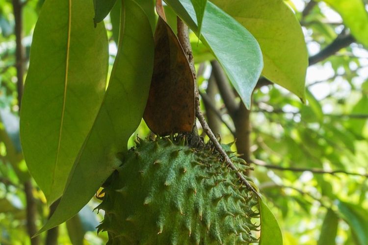 Manfaat Buah Sirsak Dan Daun Sirsak Untuk Kesehatan Khasiatnya