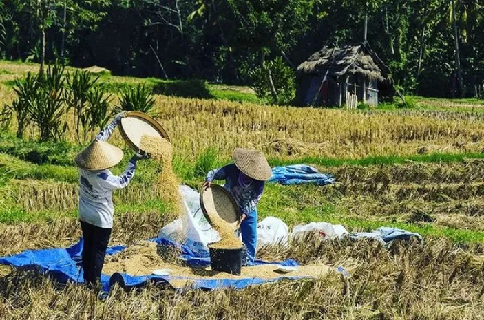 Luas Panen Padi Dan Produksi Padi Di NTT Bulan JanuariApril 2023 Naik