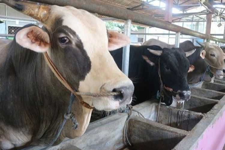 Berapa Harga Sapi Kurban Idul Adha Beginilah Penjelasannya Untuk