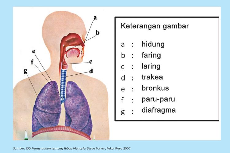 Kunci Jawaban Soal Sd Kelas Atau Mi Tema Halaman Sistem