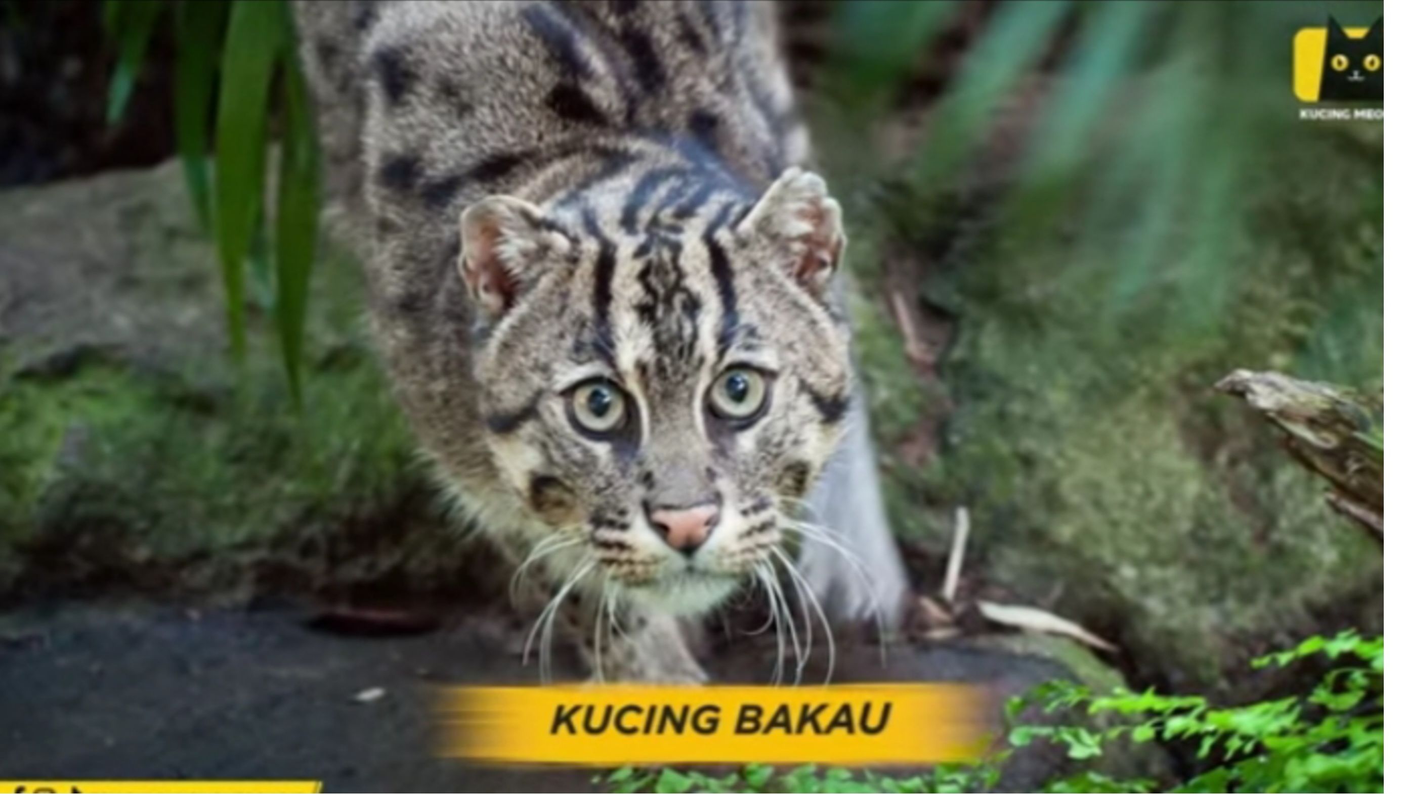 Inilah 5 Kucing Yang Termasuk Asli Indonesia Namun Keberadaannya