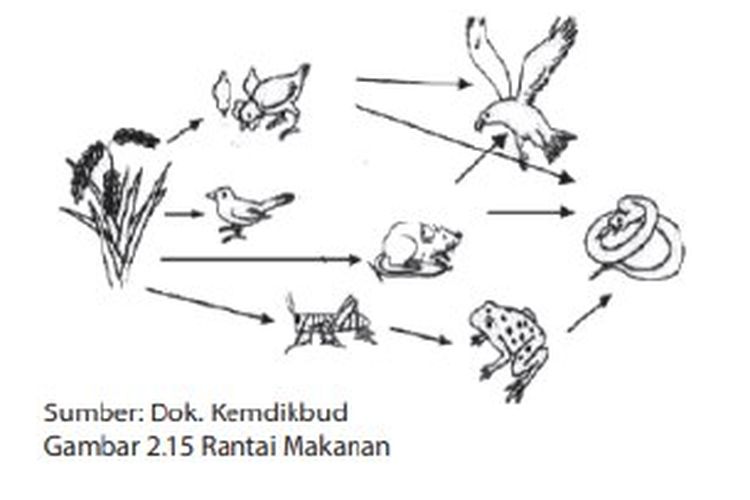 Kumpulan Kunci Jawaban IPA Kelas 10 Buku Kurikulum Merdeka Halaman 169