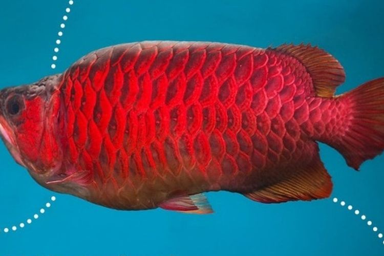 Mengenal Ikan Arwana Super Red Ikan Yang Dihadiahkan Presiden Jokowi