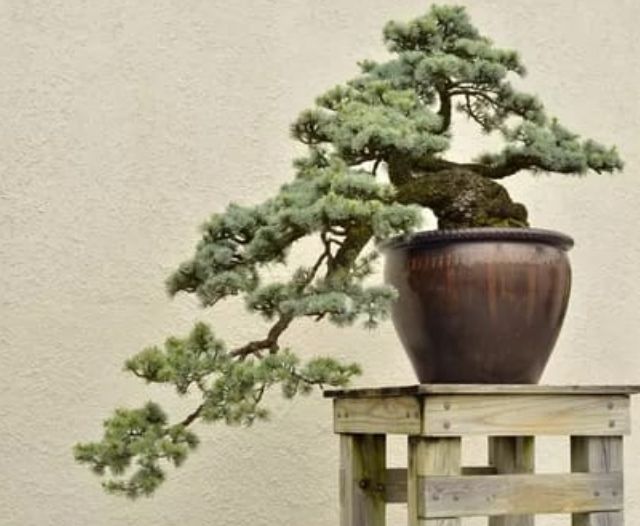 Cara Membuat Bonsai Dari Tanaman Jambu Biji Untuk Pemula Bisa Lakukan