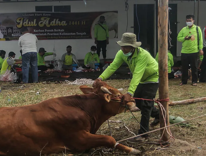 Begini Tata Cara Penyembelihan Hewan Kurban Yang Sesuai Dengan Syariat