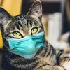 Keep Your Distance From Pets!  Researchers Call 15 Percent of Cats Infected with Covid-19 Without Symptoms