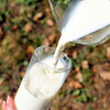 Kaya akan Nutrisi, Susu Diklaim Bisa Membantu Menghambat Kenaikan Berat Badan