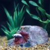 Cara Memelihara Ikan Cupang untuk Pemula agar Tidak Mudah Sakit atau Mati