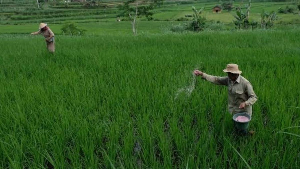 Angin Segar untuk Petani: Anggaran Pupuk Subsidi Naik, Volume Bertambah