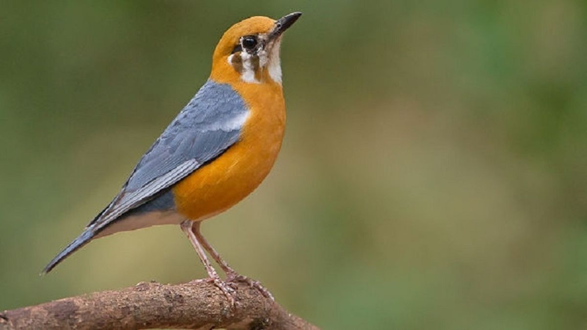 Jenis-Jenis Burung Kicau Yang Biasa Dilombakan Di Indonesia, Dari Murai ...