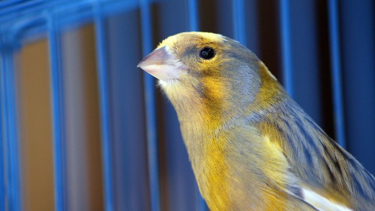 30 Istilah Penting bagi Penggemar Burung yang Harus Diketahui, Kicau ...