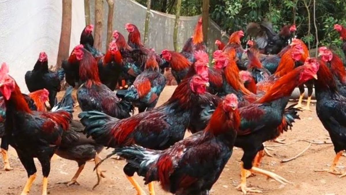 Sistem Budidaya Cara Ternak Ayam Kampung Pemula - Lensa Banyumas