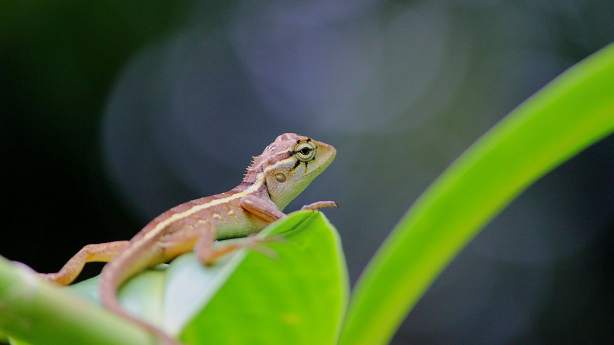 8 Cara Ampuh Mengusir Cicak Di Rumah Arah Kata