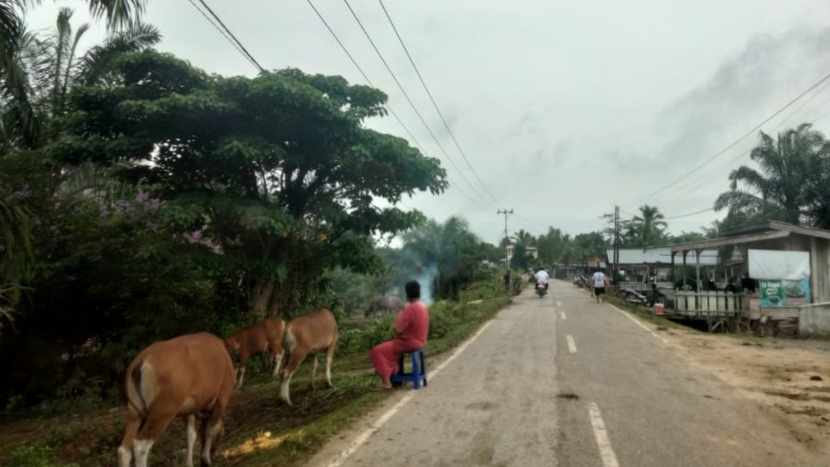 BMKG, Waspada Hujan Petir Dan Hujan Lebat Di Sejumlah Wilayah Kabupaten ...