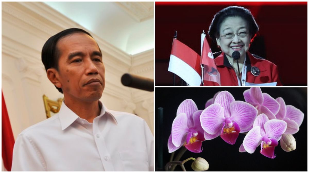 Apa Makna Anggrek Ungu yang Dikirim Jokowi ke Megawati?