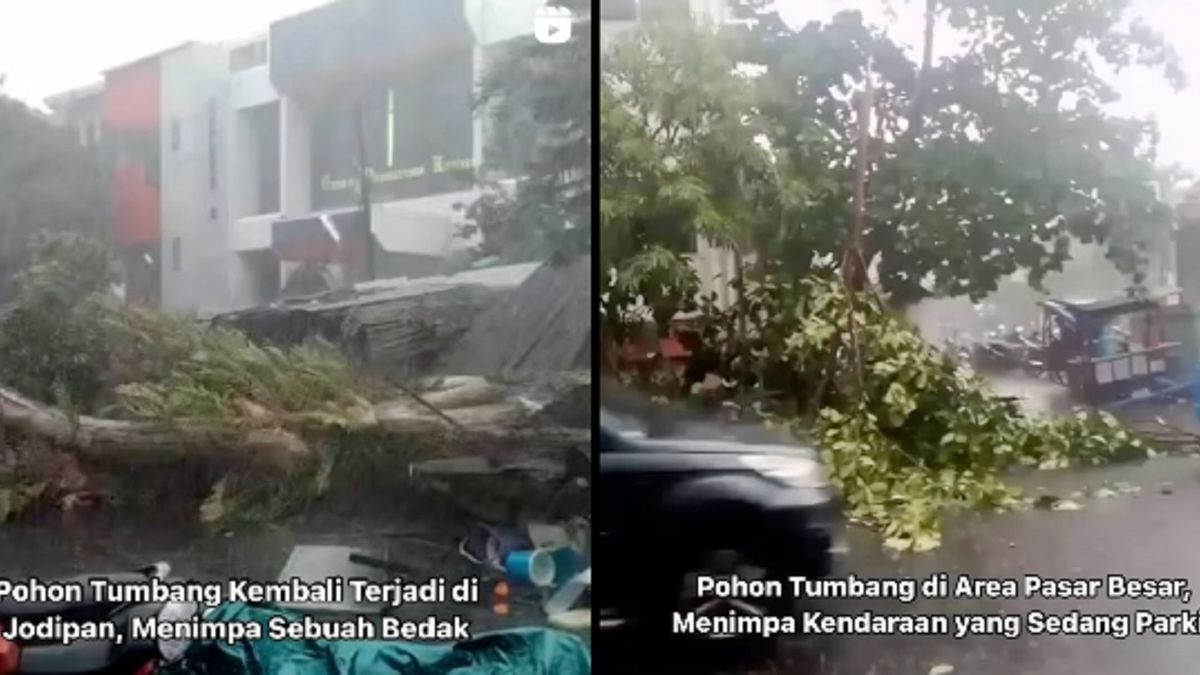 Hujan Lebat Dan Pohon Tumbang Terjadi Di Malang Ini Tips Aman Berkendara Dari Bencana Malang