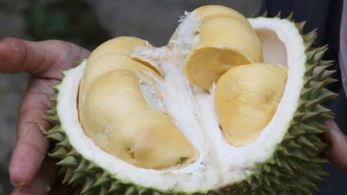 Jangan Takut Mabuk Durian Ini Cara Ampuh Antisipasi Mabuk Durian Betare Belitong