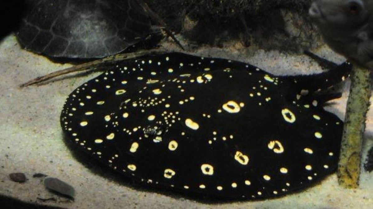 Polka-dot Stingray: Eksotisme dan Keunikan di Dunia Akuarium ...