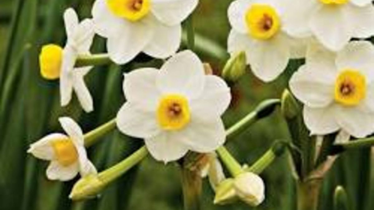 Bunga Daffodil (Narcissus): Keindahan yang Penuh Makna - Pesawaran Inside