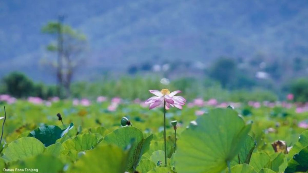 Menengok Keindahan Danau Rana Tonjong, Surga Tersembunyi di Manggarai ...