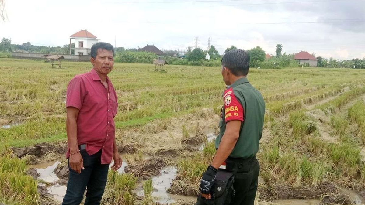 Anjloknya Harga Gabah Di Musim Panen, Petani Tunggu Tindakan Pemerintah ...