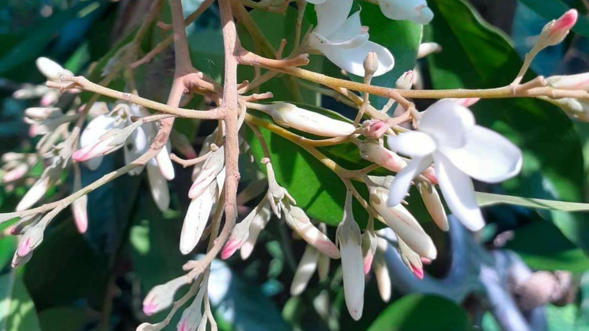 Tanaman Langka Kokoleceran, Identitas Flora Banten Yang Hampir Punah ...