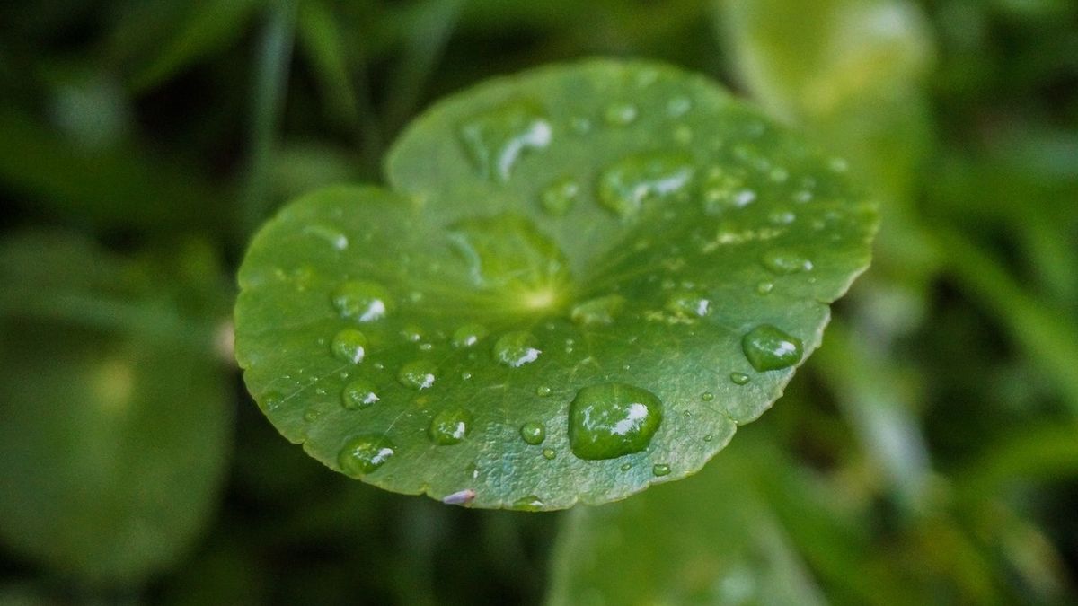 Cuma Pakai Daun Pegagan Bisa Bikin Kulit Lembab Ini Manfaat Centella