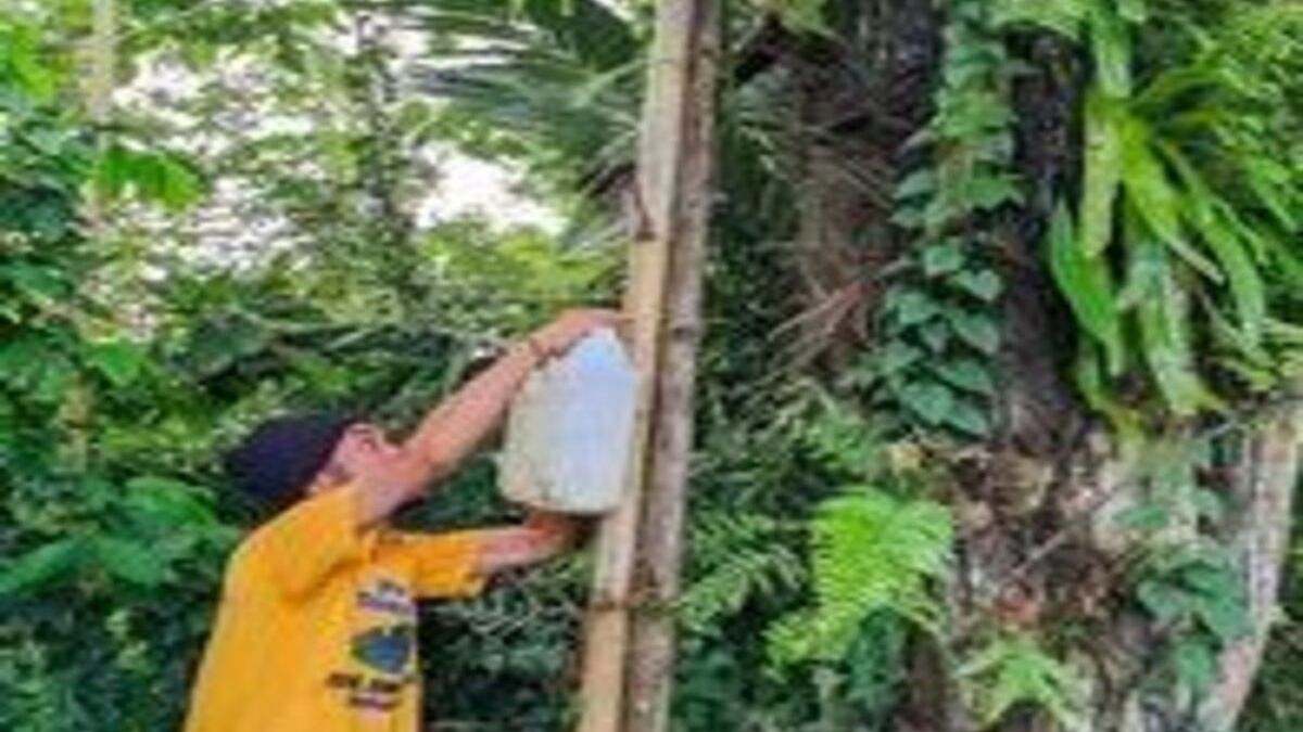 Kemenhut Siapkan Kawasan Hutan Aren Untuk Bioethanol, Realisasi Target ...