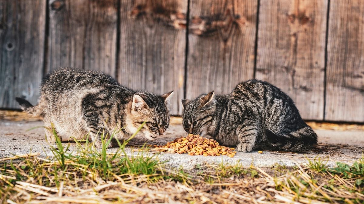 Memilih Makanan Yang Tepat Untuk Kucing Kesayangan Panduan Lengkap