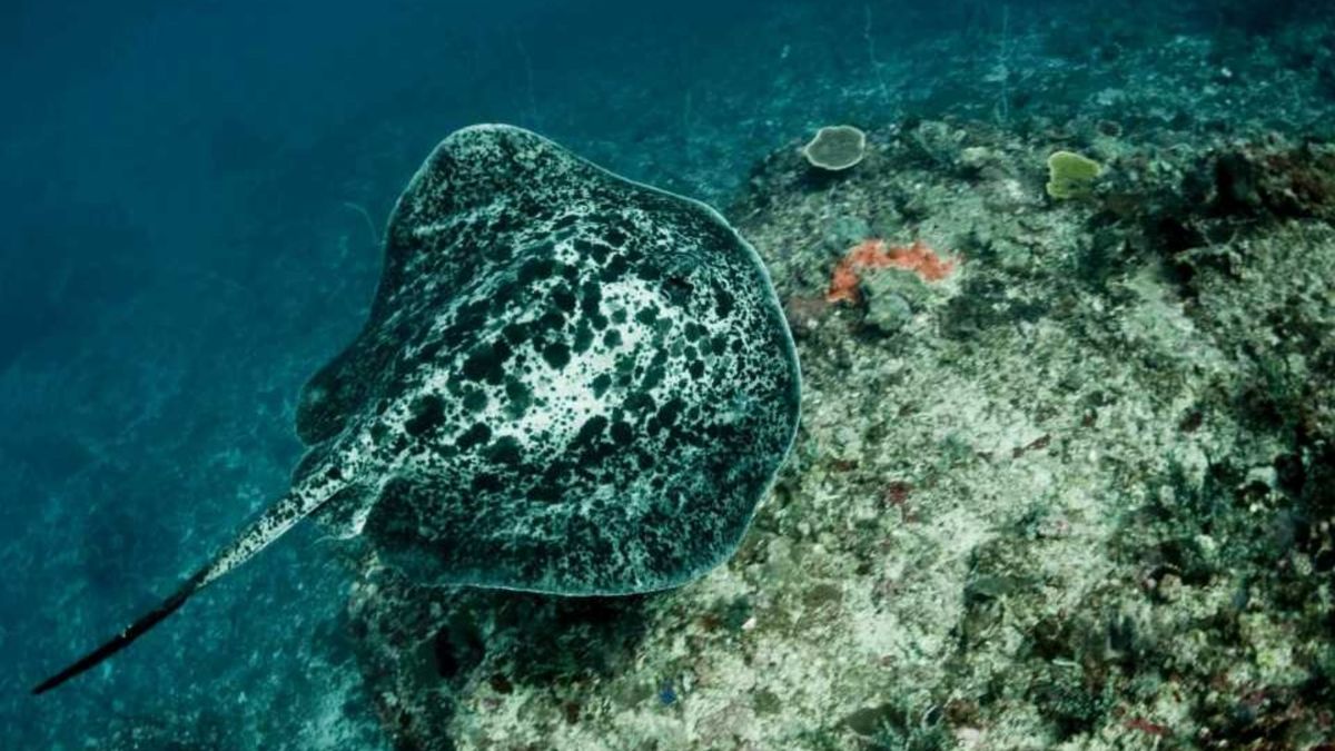 Blue Corner Nusa Lembongan, Spot Diving dengan Arus Kuat Tapi Surga ...