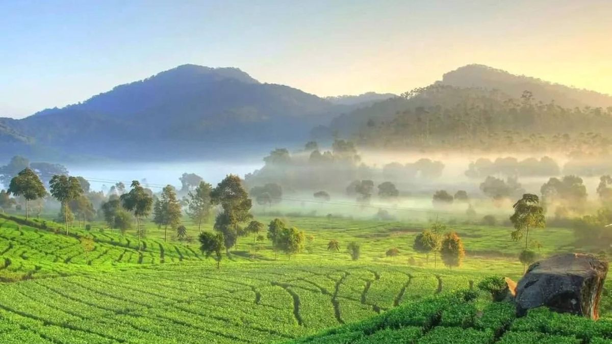 Kebun Teh Cipasung Destinasi Wisata Alam Terbaru Di Majalengka Yang Wajib Anda Kunjungi Klik