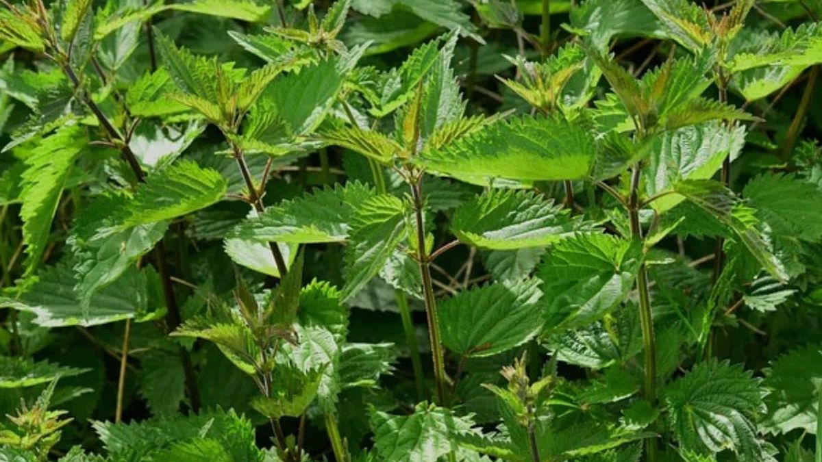 BPOM Bongkar Pabrik Obat Bahan Alam Ilegal Di Riau, Campurkan Bahan ...