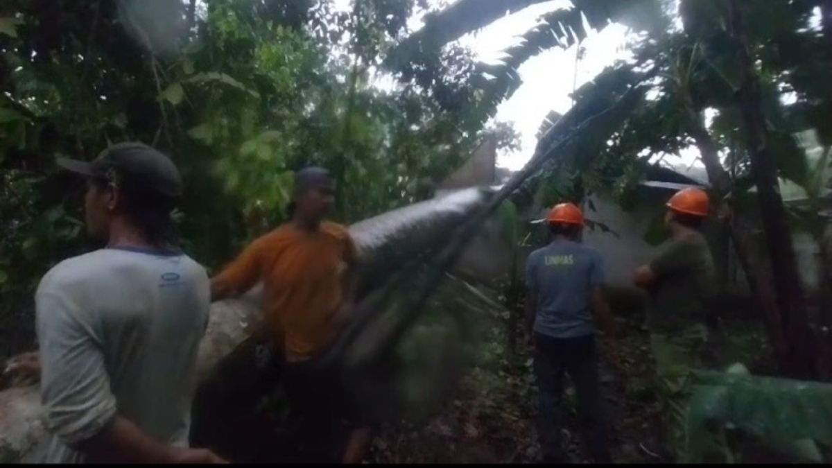 Akibat Hujan Deras Dan Angin Kencang Pohon Besar Roboh Timpa Rumah Warga Ciberem Sumbang