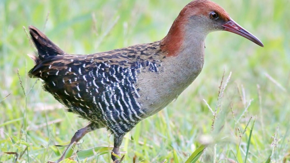 Burung Endemik Ini Hanya Ada di Sulbar! Cek Daerah yang Paling Mudah  Temukan Mandar Dengkur - Manadoku