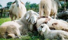700.000 Domba Harus Hilang di Irlandia Utara demi Capai Perubahan Iklim atau Climate Change 2050