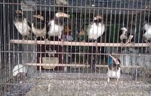 Daftar Harga Burung Berkicau Mulai Rp 100 Ribuan Portal Jogja