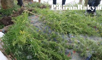 Warga Garut Geger, 167 Pohon Ganja Ditemukan di Sekitar Objek Wisata Cangkuang