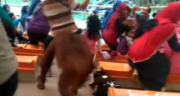 Orang Utan Lepas Ketika Atraksi Penonton Taman Safari Indonesia Panik Ketakutan Pikiran Rakyat Com