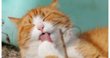 10 Cara untuk Mengatasi Masalah Alergi Terhadap Kucing - Pikiran 