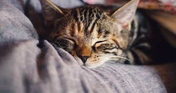 Kenali Penyebab dan Gejala Alergi Terhadap Kucing yang Paling Umum 
