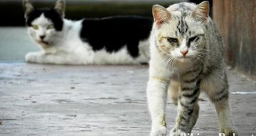 Go Cat, Alat Pengusir Kucing Inovasi IPB - Pikiran-Rakyat.com