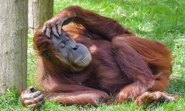 Sedih, Viral Video Orangutan Termenung Lihat Habitatnya Dikepung Alat Berat