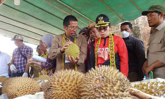 Festival Durian Bukit Rayo Diharapkan Permudah Perputaran Jual Beli Durian di Kota Singkawang