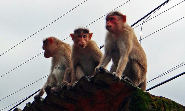 Ahli Meyakini Kemunculan Monyet di Tengah Kota Bandung Bukan Tanda Bencana, Tapi Sengaja Dilepas