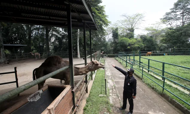 Nasib Satwa di Kebun Binatang Bandung di Tengah Pandemi Corona