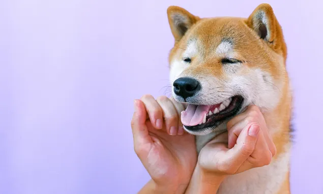 Unik! Fakta Menarik Anjing Tipe Shiba Inu, Salah Satunya Dijadikan Tokoh Utama