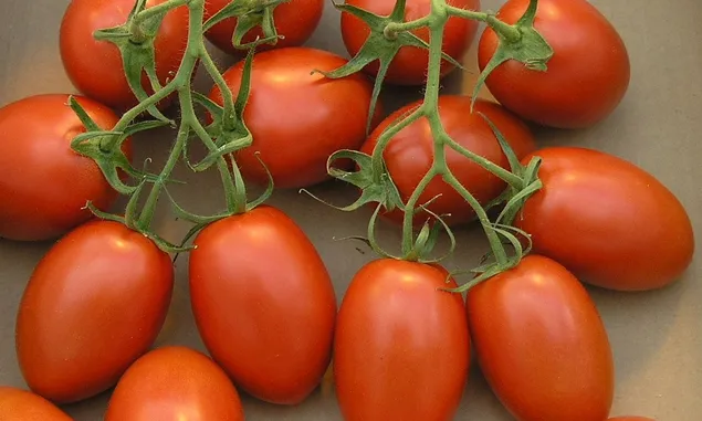 Mengenal Jenis Tomat Mulai Tomat Plum, Tomat Anggur Sampai Tomat Ceri dan Tomat Ungu